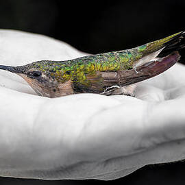Hummingbird Rescue by Bill and Linda Tiepelman
