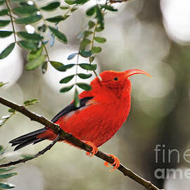 Iiwi bird on branch on Maui Island by Sami Sarkis Photography