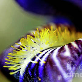 Iris in springtime by Sami Sarkis Photography