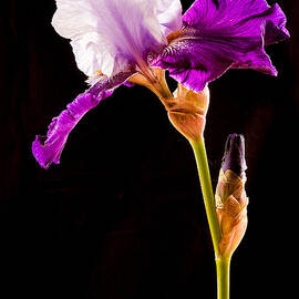 Purple Bearded Iris Profile by Jean Noren