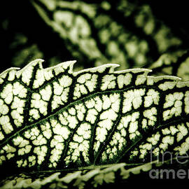 Jagged Leaf by Darcy Michaelchuk