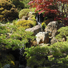 Japanese Tea Gardens San Francisco by Richard Reeve