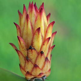 Juvenile dragon fruit by Sami Sarkis Photography