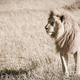 King of Cats in Sepia by Darcy Michaelchuk