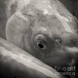 Koi Eye in Black and White by Darcy Michaelchuk