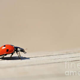 Ladybug on wooden fence by Sami Sarkis Photography