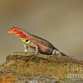 Lava Lizard by Sami Sarkis Photography
