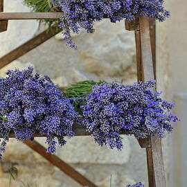 Lavender bunches on shelves for sale at market by Sami Sarkis Photography