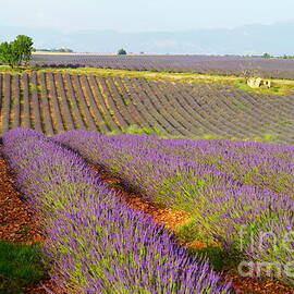 Lavender fields by Sami Sarkis Photography