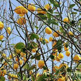 Lemons hanging on tree by Sami Sarkis Photography
