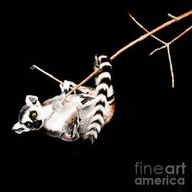 Lemur hangs on a Branch Part 3 by Darcy Michaelchuk