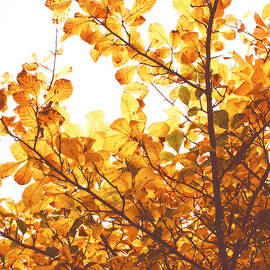 Let me Remember by Georgia Clare