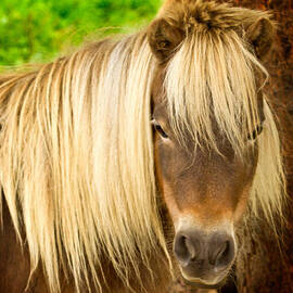 Lil Sebastian by Jean Noren