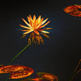 Lily Pads on Midnight Black by Bill and Linda Tiepelman