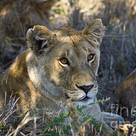 Lioness with Pride in Shade by Darcy Michaelchuk