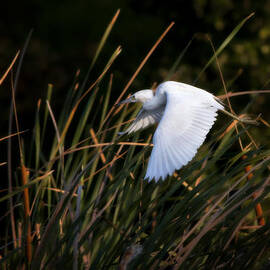 Little Blue Heron Before The Change To Blue by Steven Sparks