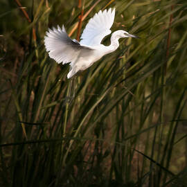 Little Blue Heron On Approach by Steven Sparks