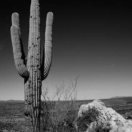 Lone Saguaro by Chad Dutson