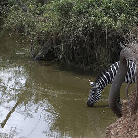 Lone Zebra at the Drinking Hole by Darcy Michaelchuk