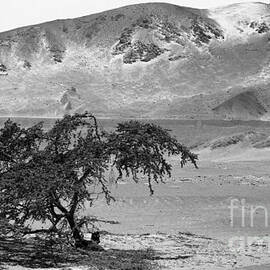 Lonely Tree by Darcy Michaelchuk