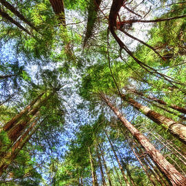 Look to the Sky by Beth Sargent