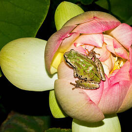 Lotus and frog by Jean Noren