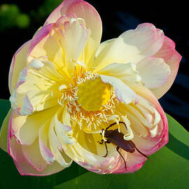 Beetle Lotus Intruder by Jean Noren