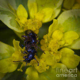 Love Bugs by Darcy Michaelchuk