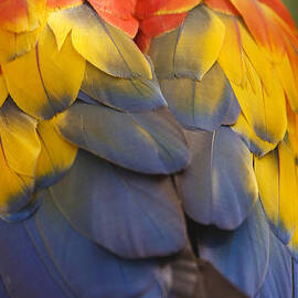 Macaw Parrot Plumes by Adam Romanowicz