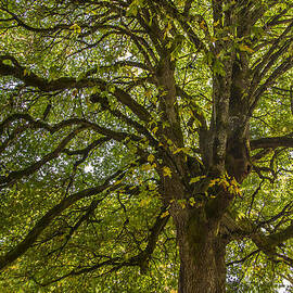Majestic Tree by Jean Noren