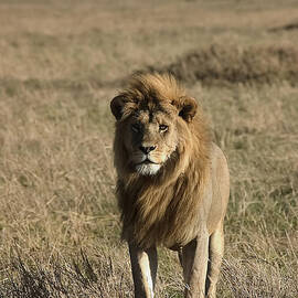 Male Lion's Gaze by Darcy Michaelchuk