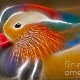 Mandarin Glow by Susan Candelario