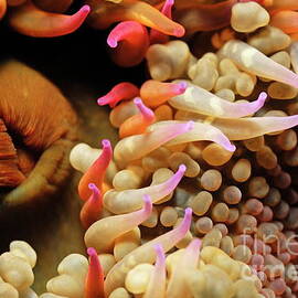 Mexican anemone by Sami Sarkis Photography