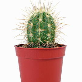 Mini cactus in pots by Sami Sarkis Photography