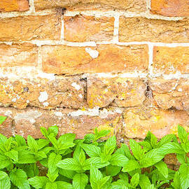 Mint by Tom Gowanlock