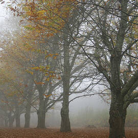 Misty November by Georgia Clare