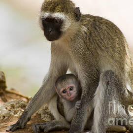 Mom and Baby Monkey by Darcy Michaelchuk