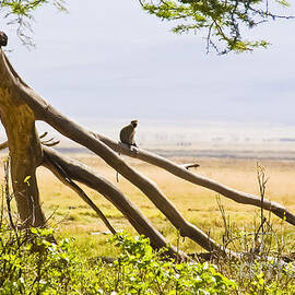 Monkey on a Branch by Darcy Michaelchuk