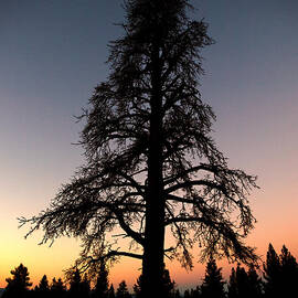 Mono Lake Dawn by Joe Schofield