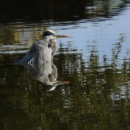 Morning Bath by Steven Sparks