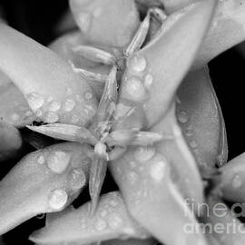 Morning Dew on Flower BW by Darcy Michaelchuk