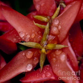 Morning Dew on Flower by Darcy Michaelchuk