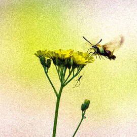Moth and the Spider by Bill and Linda Tiepelman
