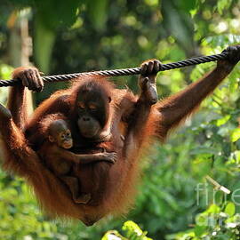 Mother and baby Orang Utan playing by Sami Sarkis Photography