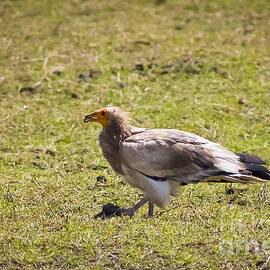 Ngorongoro Vulture Eating Scraps by Darcy Michaelchuk