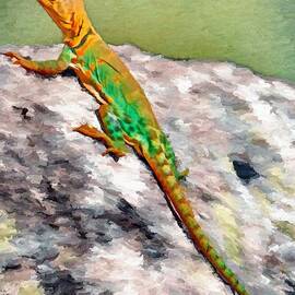 Oklahoma Collared Lizard by Jeffrey Kolker