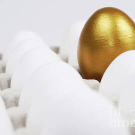 One golden egg in box of white eggs by Sami Sarkis Photography