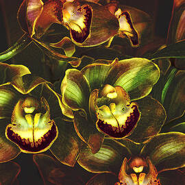 Orchid Hype by Bill and Linda Tiepelman