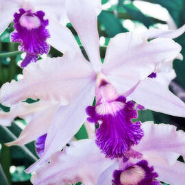 Orchids White and Purple by Steven Sparks