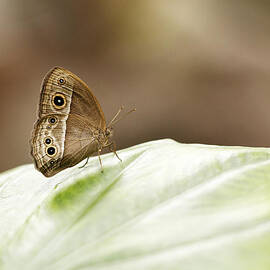 Owl Butterfly by Grant Glendinning